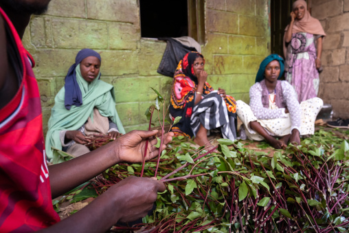 Ethiopian women chewing khat, Harari Region, Awaday, Ethiopia