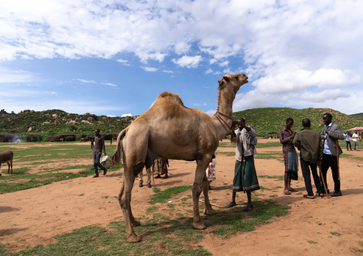 Somali camel market, Oromia, Babile, Ethiopia