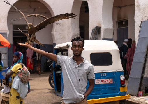 Man feeding falcon in the main market known as Gidir Magala, Harari Region, Harar, Ethiopia
