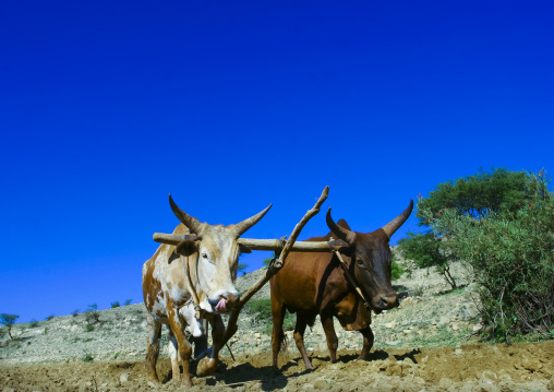 Eritrean man ploughing parched field with two oxens, Central Region, Asmara, Eritrea