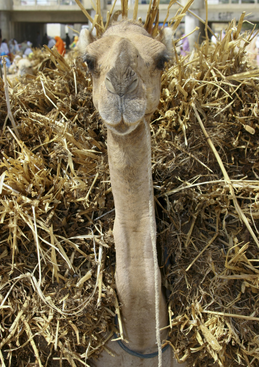 Camel loaded with hay, Anseba, Keren, Eritrea
