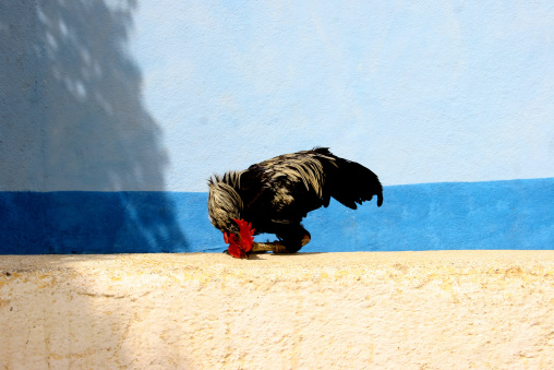 Rooster on a wall, Anseba, Keren, Eritrea