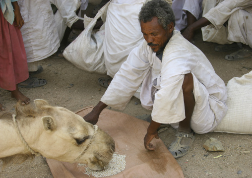Eritrean man feeding his camel, Anseba, Keren, Eritrea