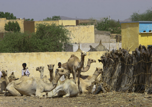 Monday camel market, Anseba, Keren, Eritrea