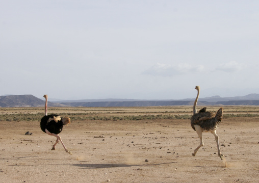 Ostriches running in danakil desert, Northern Red Sea, Thio, Eritrea
