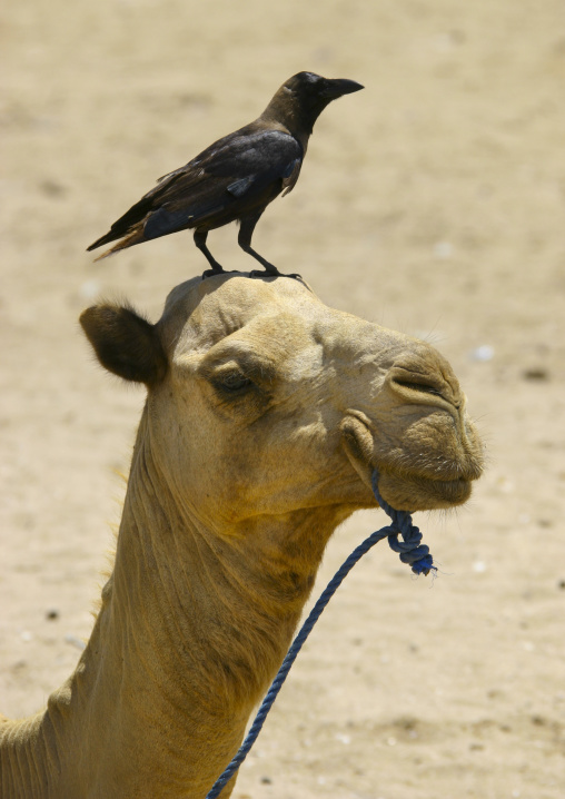 Camel with crow on the head, Anseba, Keren, Eritrea