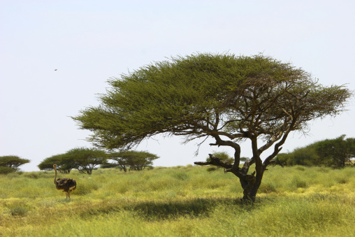 Ostrich in a field, Northern Red Sea, Thio, Eritrea