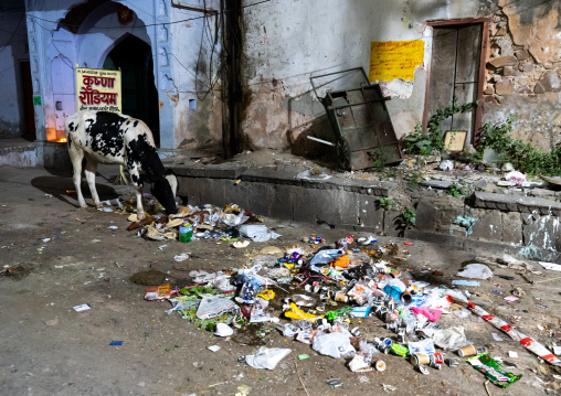 Cow eating garbages in the street, Rajasthan, Jaipur, India