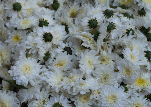 White flowers for sale in a market, Rajasthan, Jaipur, India
