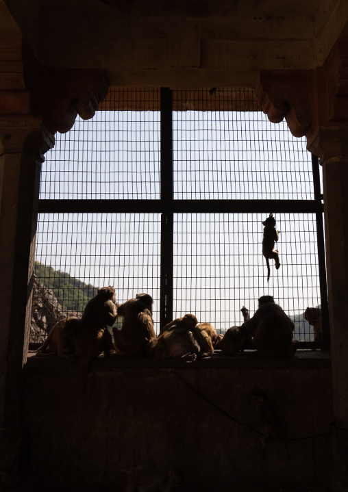 Monkeys in Galtaji temple, Rajasthan, Jaipur, India