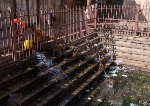 Monkeys on the stairs of Galtaji temple aka monkey temple, Rajasthan, Jaipur, India