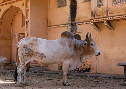 Cow with lumpy skin disease in Galtaji temple, Rajasthan, Jaipur, India