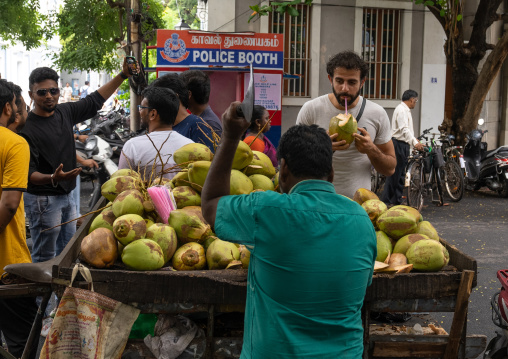 Coconuts juice for sale on market stall, Pondicherry, Puducherry, India
