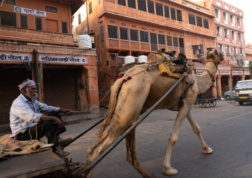 Indian man on a camel cart in the streets, Rajasthan, Jaipur, India