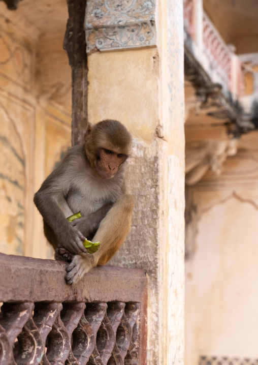 Monkey eating in Galtaji temple aka monkey temple, Rajasthan, Jaipur, India