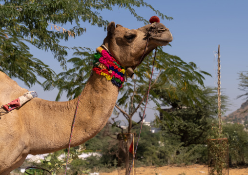 Camel decorated for the festival, Rajasthan, Pushkar, India