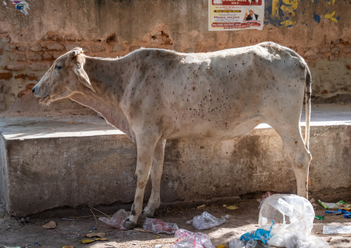 Cow with lumpy skin disease, Rajasthan, Nawalgarh, India