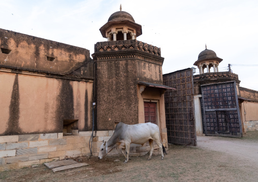 Cow inside Dundlod Fort, Rajasthan, Dundlod, India
