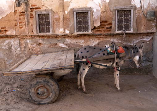 Decorated donkey with a cart, Rajasthan, Fatehpur, India
