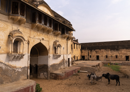 Cows in the fort courtyard, Rajasthan, BIssau, India