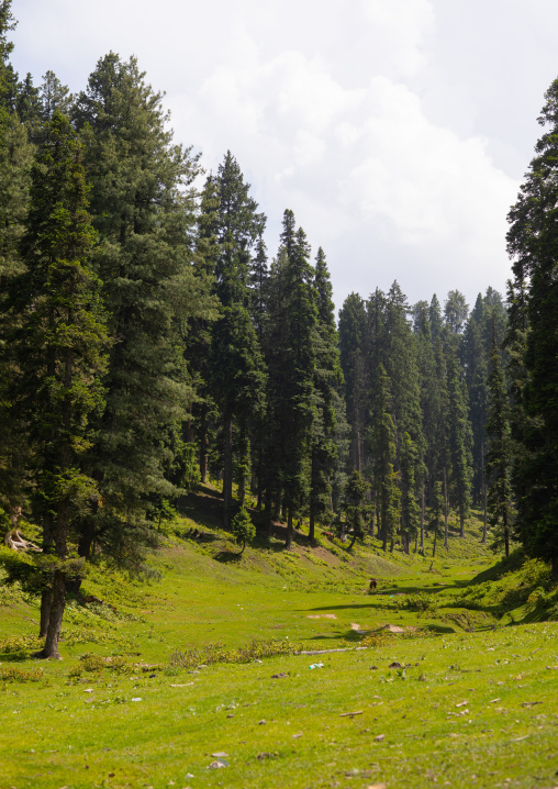 Forest and meadow, Jammu and Kashmir, Yusmarg, India