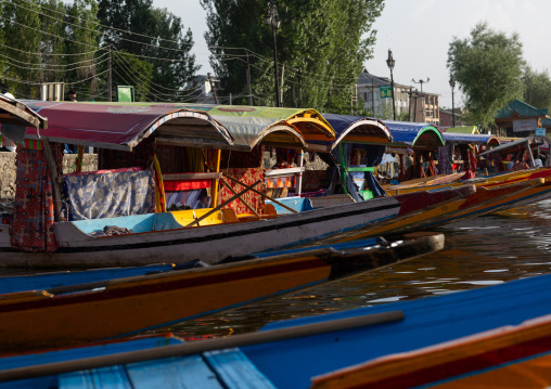 Shikara boats on Dal Lake, Jammu and Kashmir, Srinagar, India