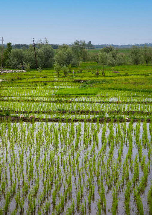Rice field in the countryside, Jammu and Kashmir, Srinagar, India