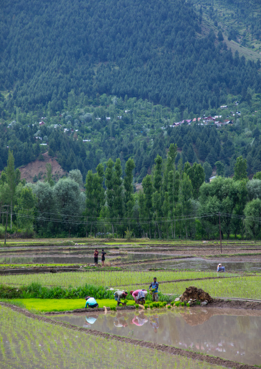Farmers working in a rice field, Jammu and Kashmir, Ganderbal, India