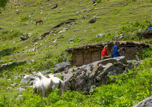 White horses in front of a nomad house, Jammu and Kashmir, Kangan, India