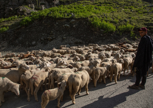 herder with his sheeps on the road, Jammu and Kashmir, Sonamarg, India