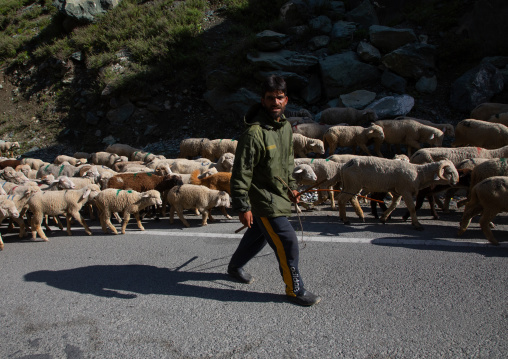 herder with his sheeps on the road, Jammu and Kashmir, Sonamarg, India