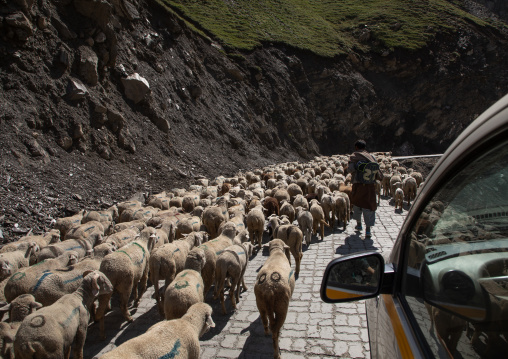 herder with his sheeps on the road, Ladakh, Zoji La pass, India