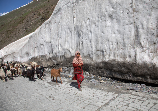 herder with her goats on the road, Ladakh, Zoji La pass, India