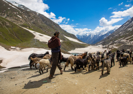 Herder with his goats on the road, Ladakh, Zoji La pass, India