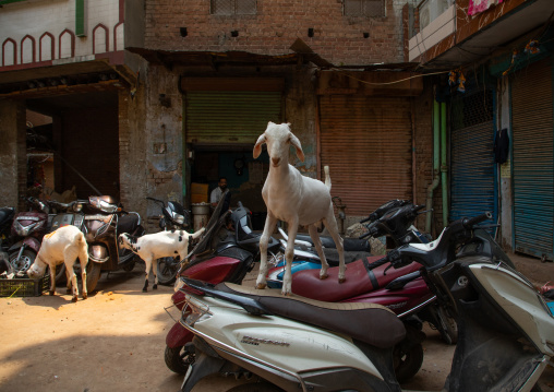 Goat on a motorbike in old Delhi, Delhi, New Delhi, India