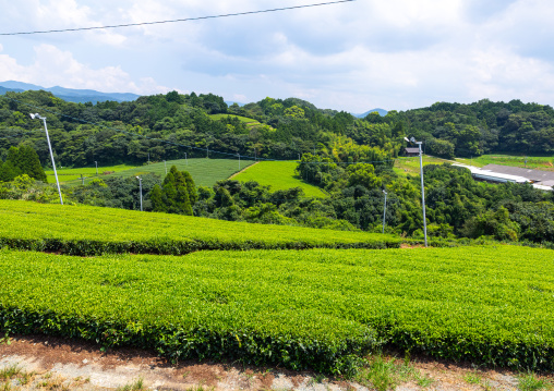 Panoramic view of tea plantations, Kyushu region, Yame, Japan