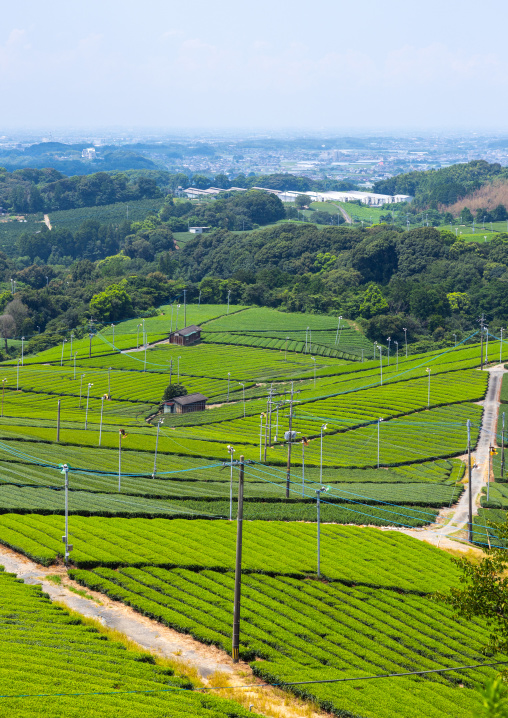 Panoramic view of tea plantations, Kyushu region, Yame, Japan