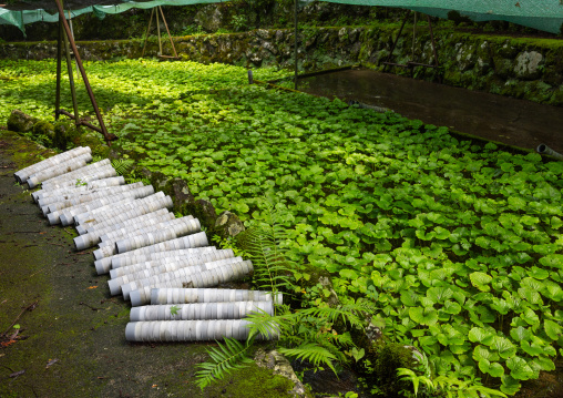 Cultivation of wasabi crops, Shizuoka prefecture, Izu, Japan