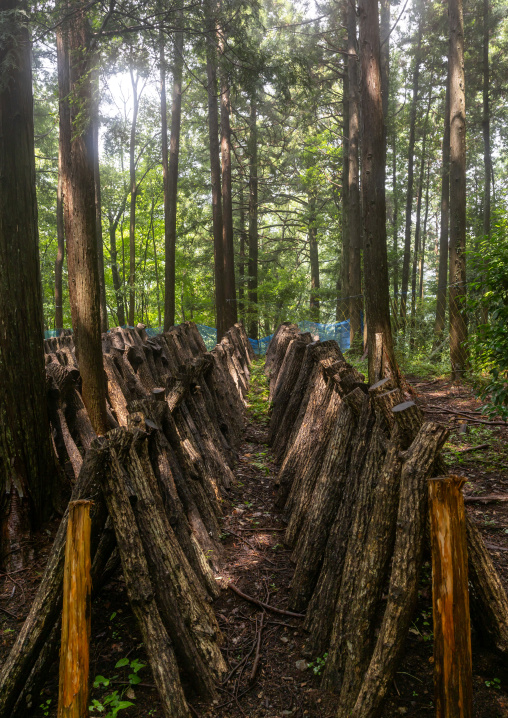 Shiitake mushrooms cultivation in the forest, Shizuoka prefecture, Izu, Japan