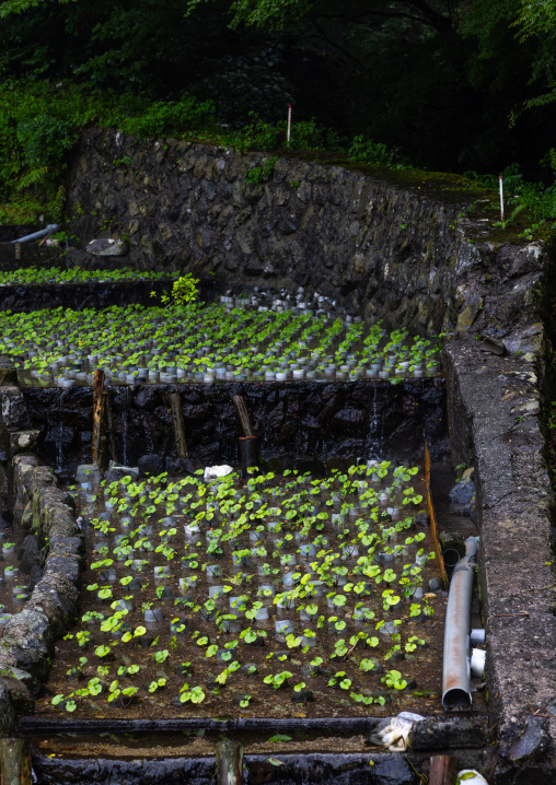 Cultivation of wasabi crops, Shizuoka prefecture, Ikadaba, Japan