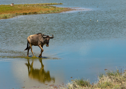 Wildebeest crossing a lake, Kajiado County, Amboseli, Kenya
