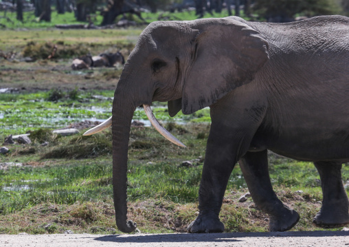 Elephant with deformed tusk (Loxodonta africana) with a, Kajiado County, Amboseli, Kenya