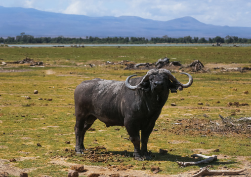 Buffalo looking at camera, Kajiado County, Amboseli, Kenya