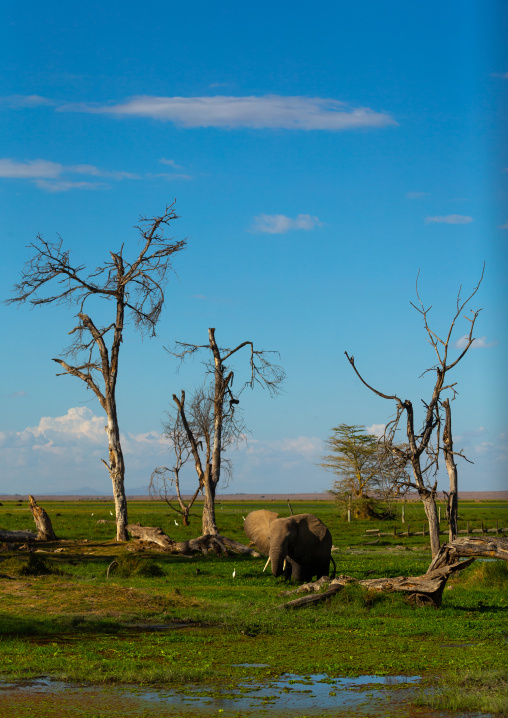 Elephant (Loxodonta africana) feeding in the green grassland, Kajiado County, Amboseli, Kenya