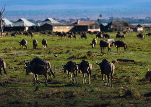 Wildebeests near an abandonned hotel, Kajiado County, Amboseli, Kenya