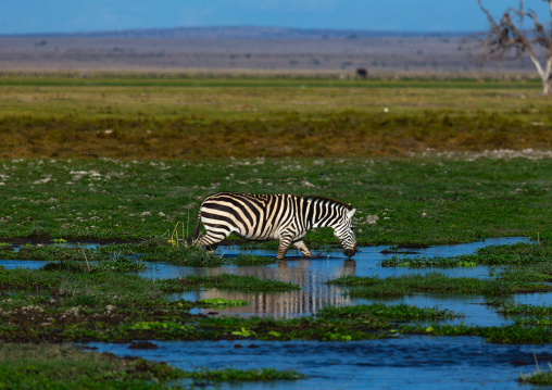 Zebra in a swamp, Kajiado County, Amboseli, Kenya