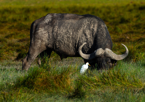 Buffalo eating in the grass in front of a bird, Kajiado County, Amboseli, Kenya