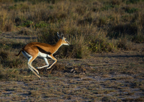 Grant's gazelles (nanger granti) running, Kajiado County, Amboseli, Kenya
