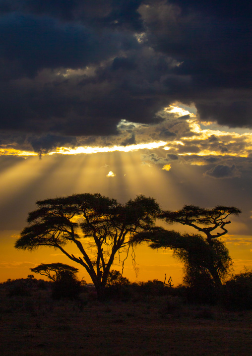 Sunset on acacias, Kajiado County, Amboseli, Kenya