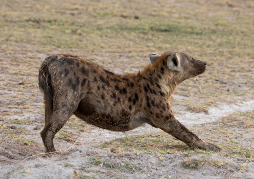 Spotted Hyena stretching, Kajiado County, Amboseli, Kenya